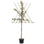 Lei apelboom 'Benoni'